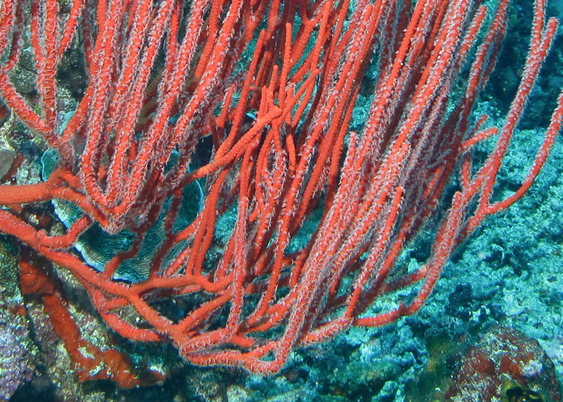 soft coral sea whip in atlantic ocean