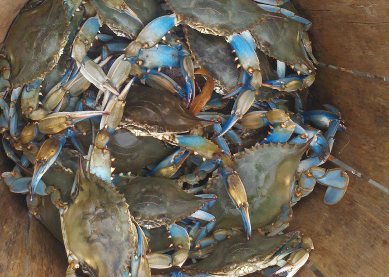 crabs in a bushel basket