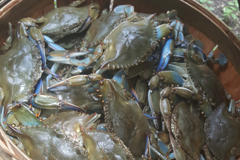 blue crabs