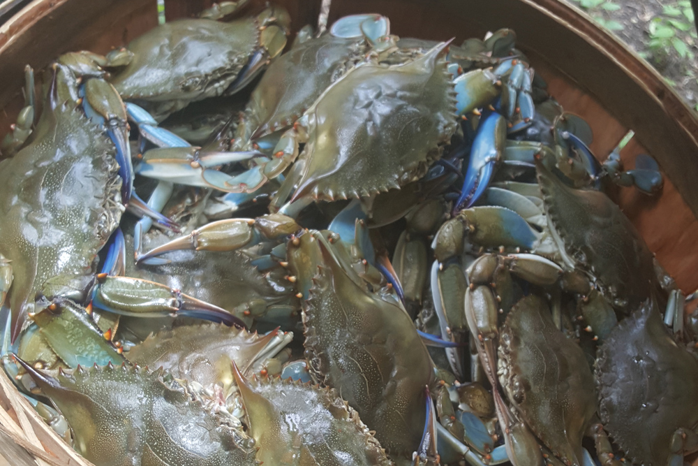 blue crabs in chesapeake bay