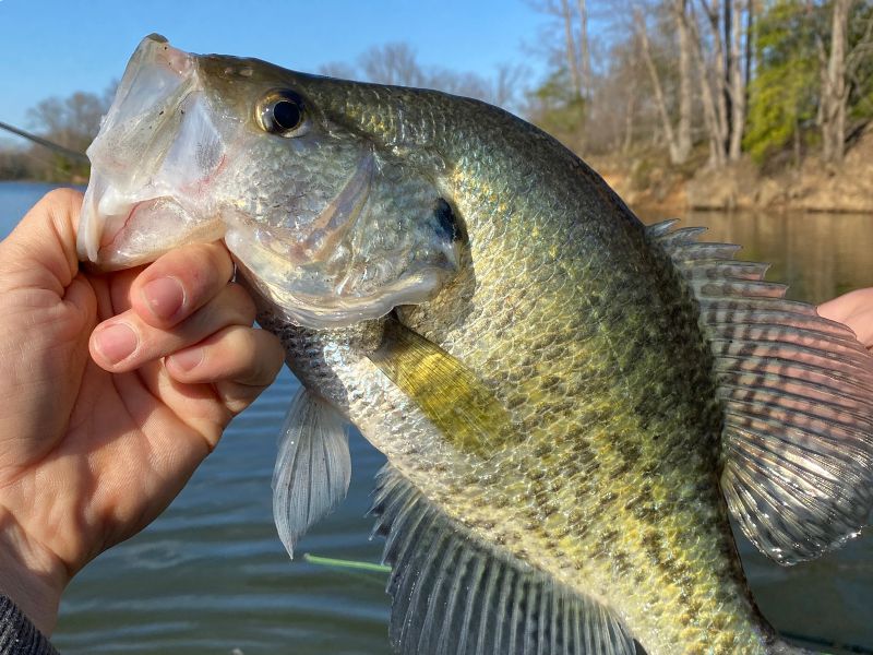 crappie fishing freshwater fishing