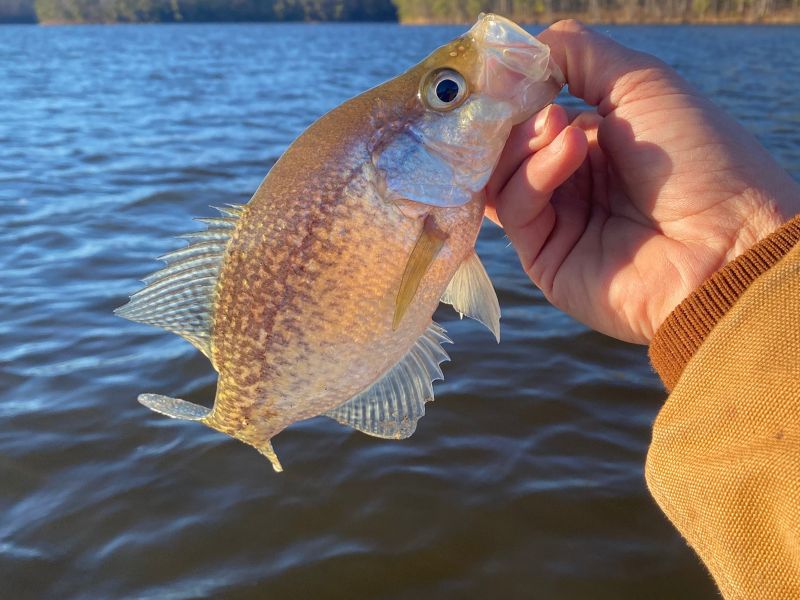 crappie winter fishing panfish