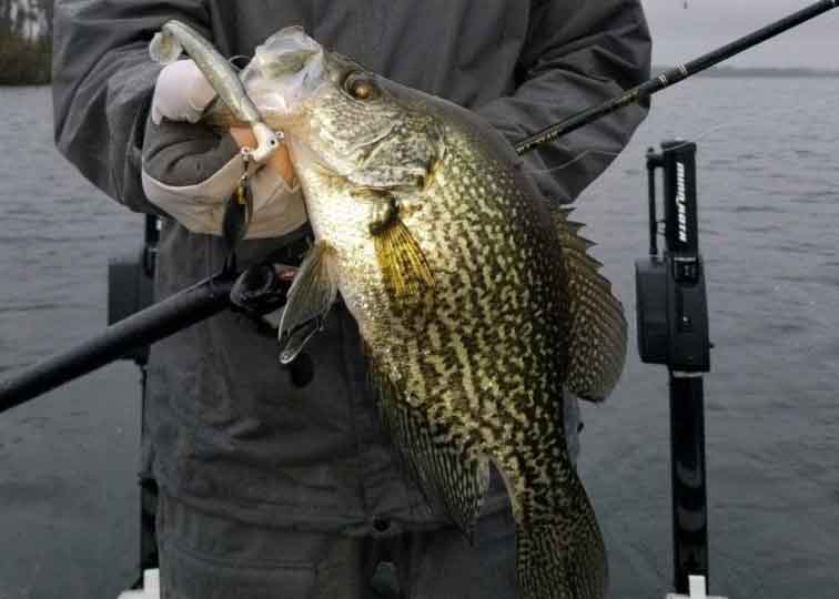 a crappie caught in a lake