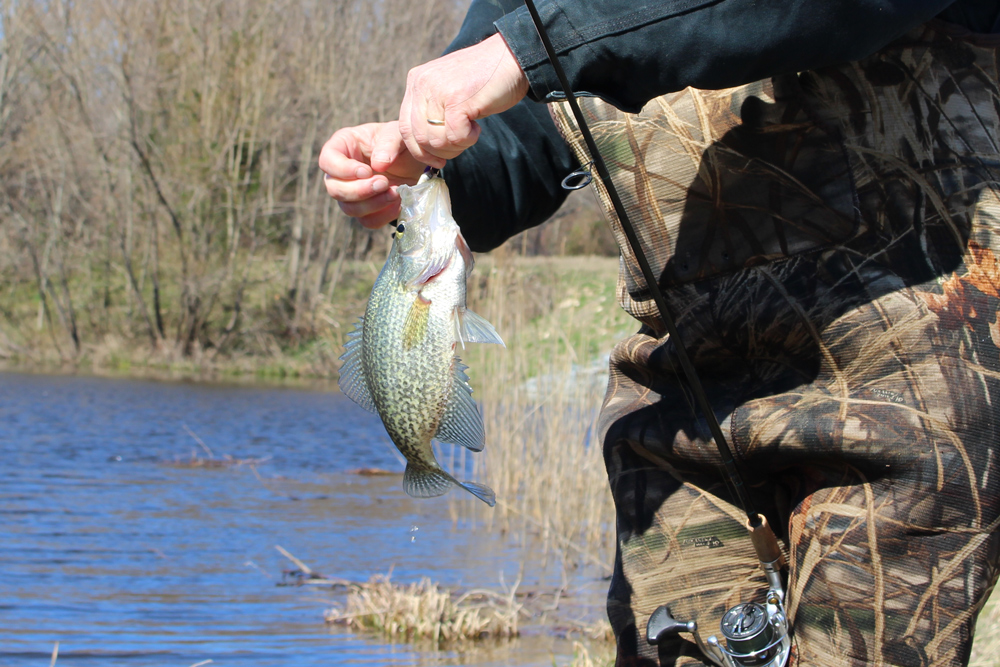 fishing for crappie with minnow