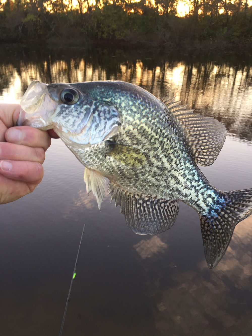 28 Celsius Chill Factor MH Crappie Walleye Perch Ice Fishing