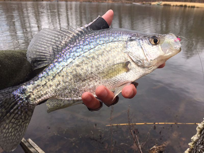 catching a crappie while fishing