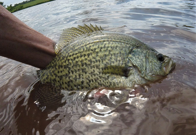huge crappie caught while fishing in a pond