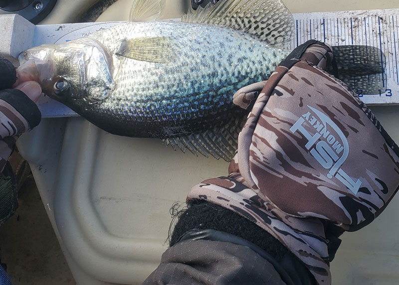 crappie in the eastern shore rivers