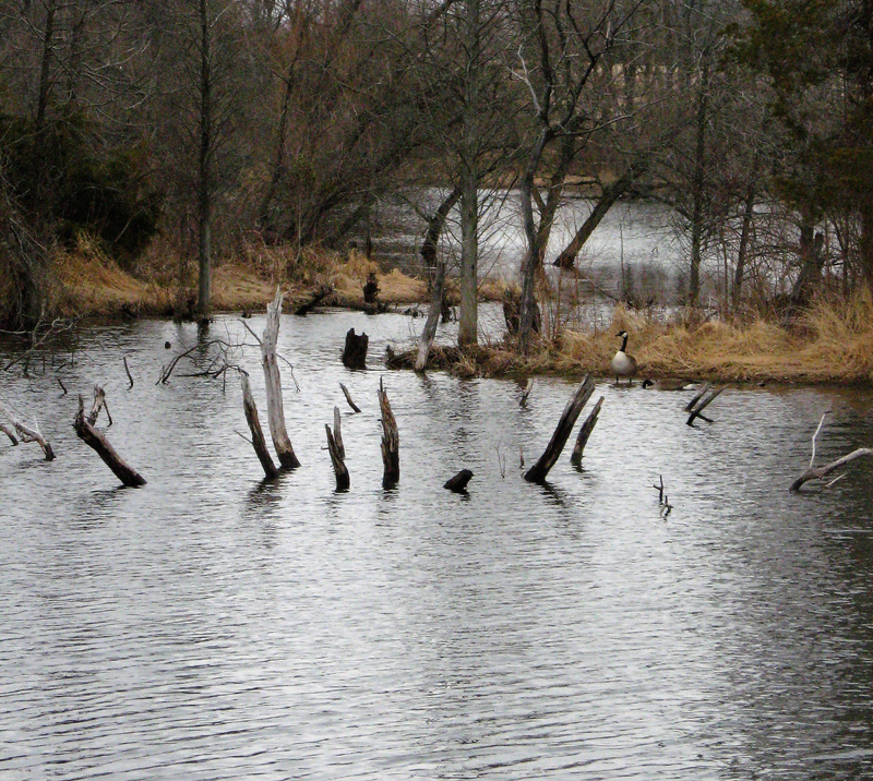 deadfall for crappie