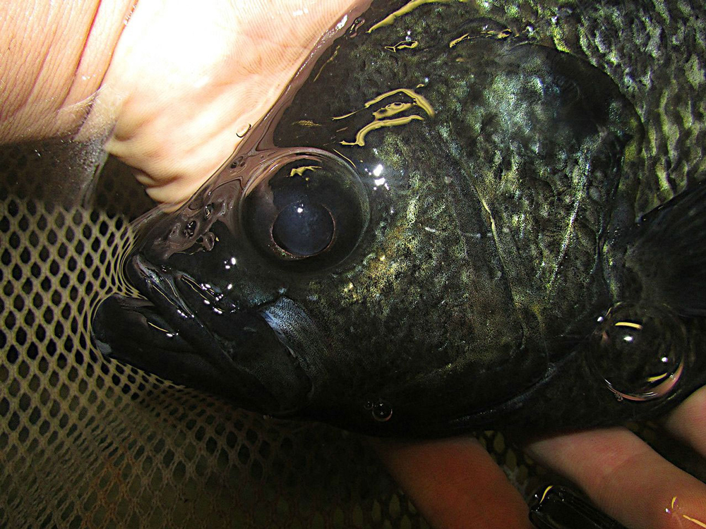 crappie fishing