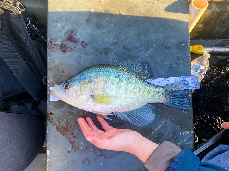 crappie fishing in the winter