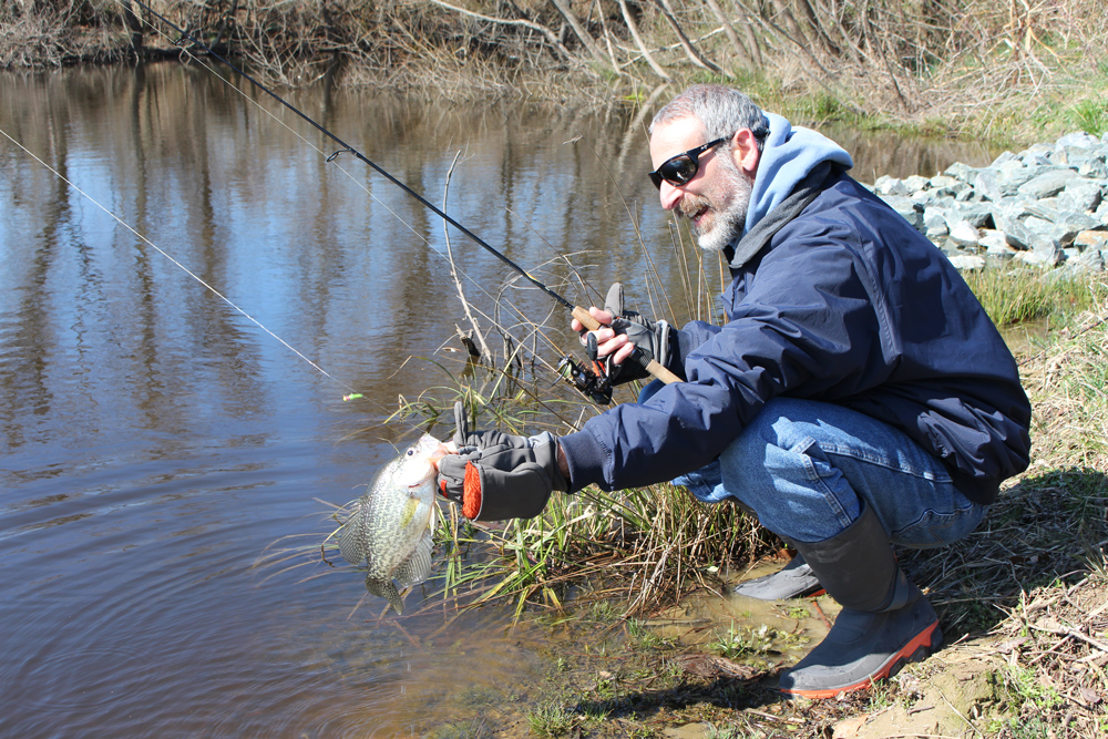 Shad Are Angling To Once Again Be The Tasty Harbinger Of Spring