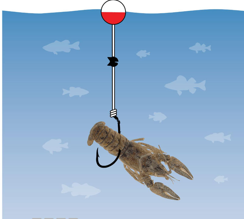 rigging a crayfish for fishing