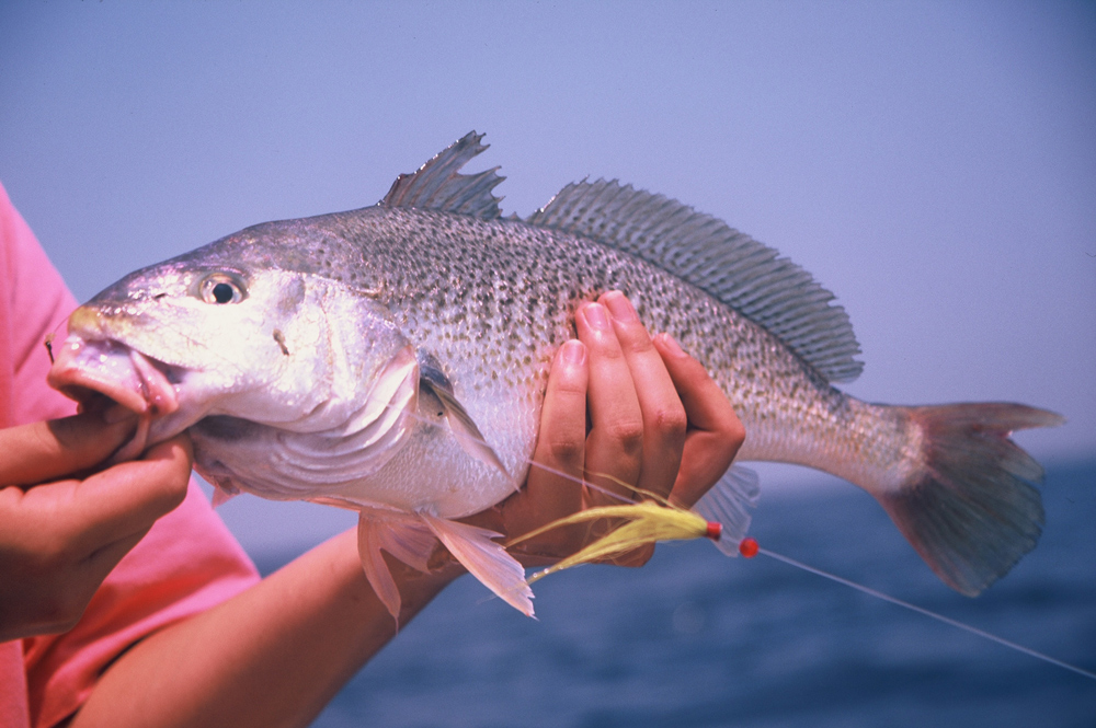 croaker fishing