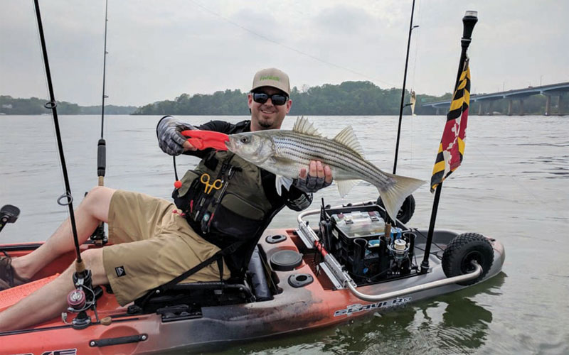 striped bass caught on an upgraded fishing kayak