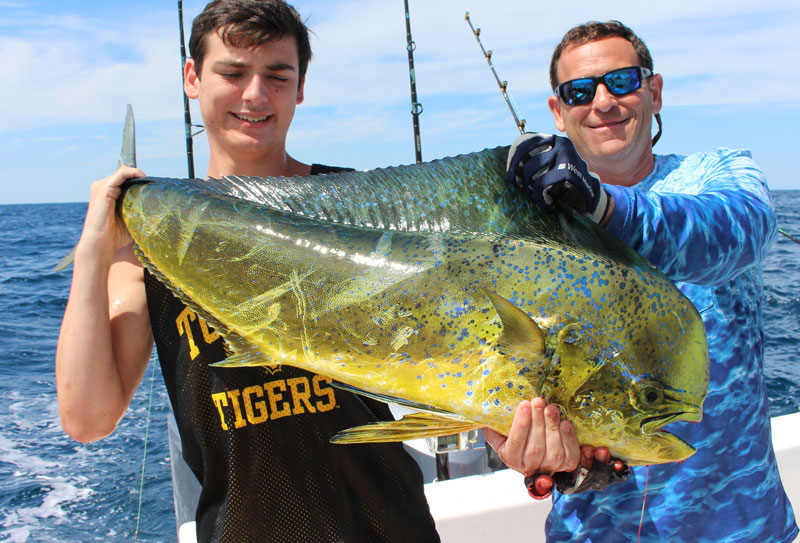 dolphin fish catching trick