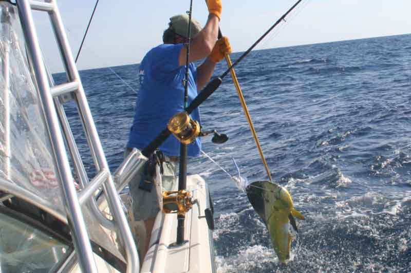 How to Fish for Mahi-Mahi: Fishing For Beginners