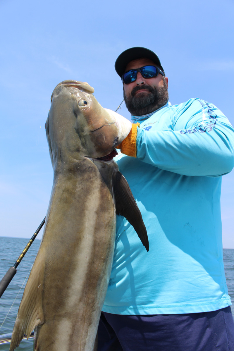cobia caught on an eel