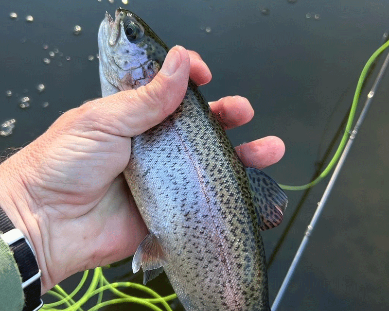 winter rainbow trout
