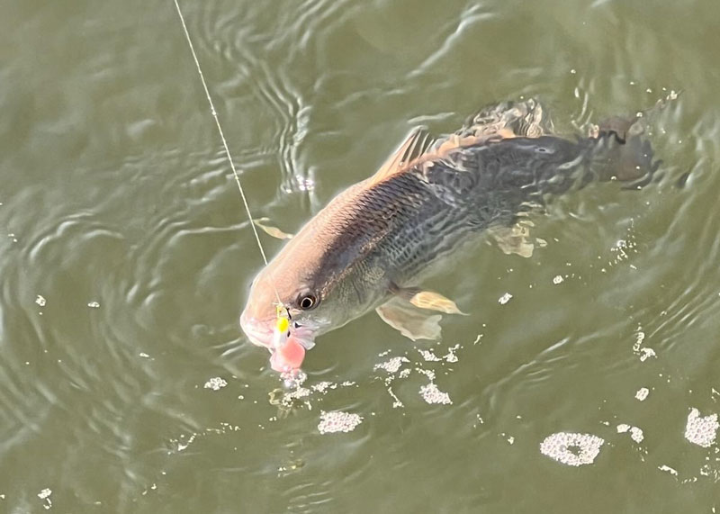 redfish in the water