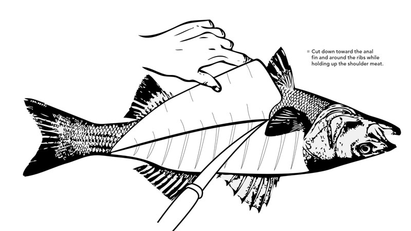 where to cut to fillet a fish