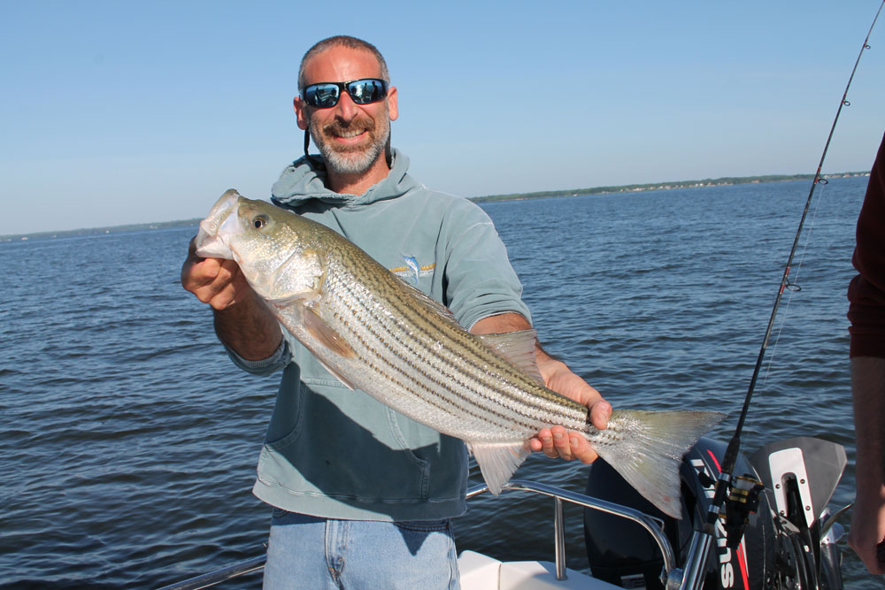 chum attracts striped bass to the boat