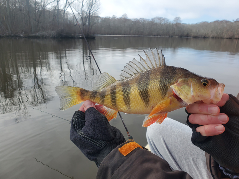 spring yellow perch fishing