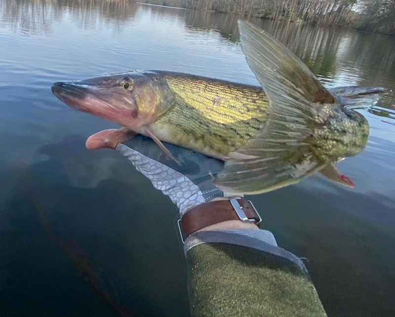 holding a fish with fishing gloves