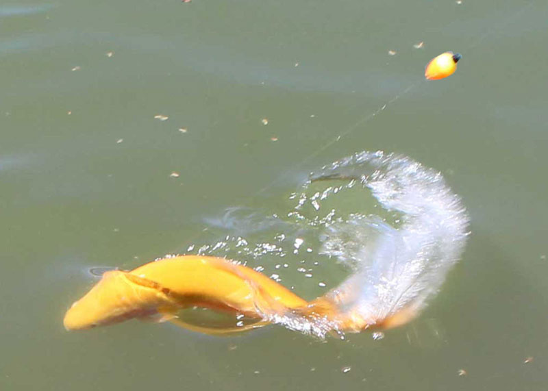 Rainbow Fishing Floats