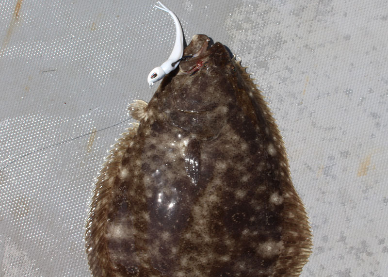 coastal bay flounder fishing