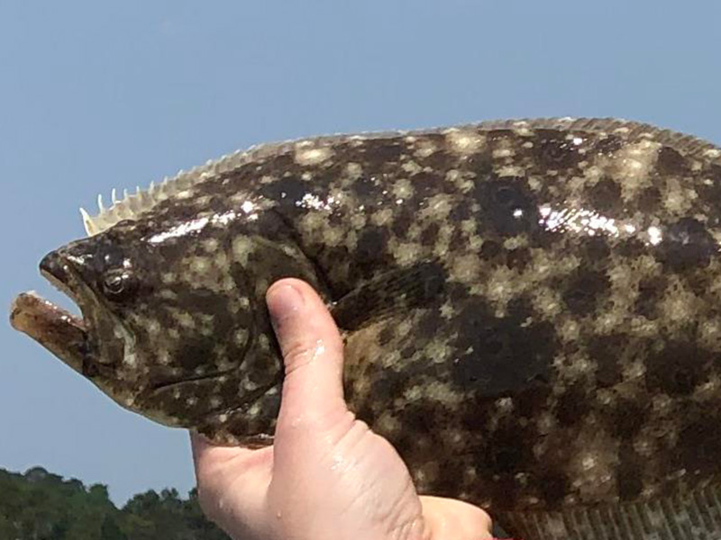 flounder caught by a angler