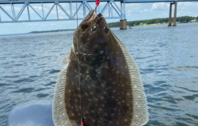 rappahannock flounder