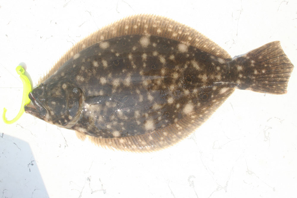 gulp lure for flounder