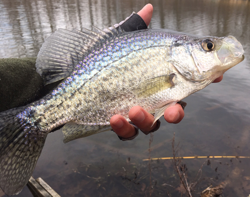 Day 3: How to Fish Creeks for Crappie in the Wintertime with