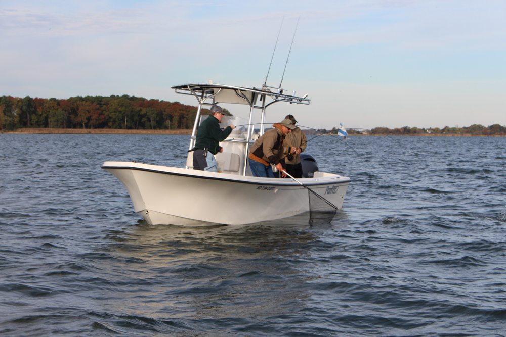 fly fishing for striped bass on chesapeake bay