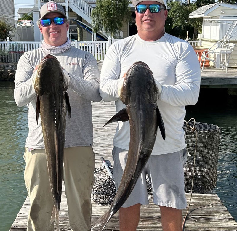 cobia fish