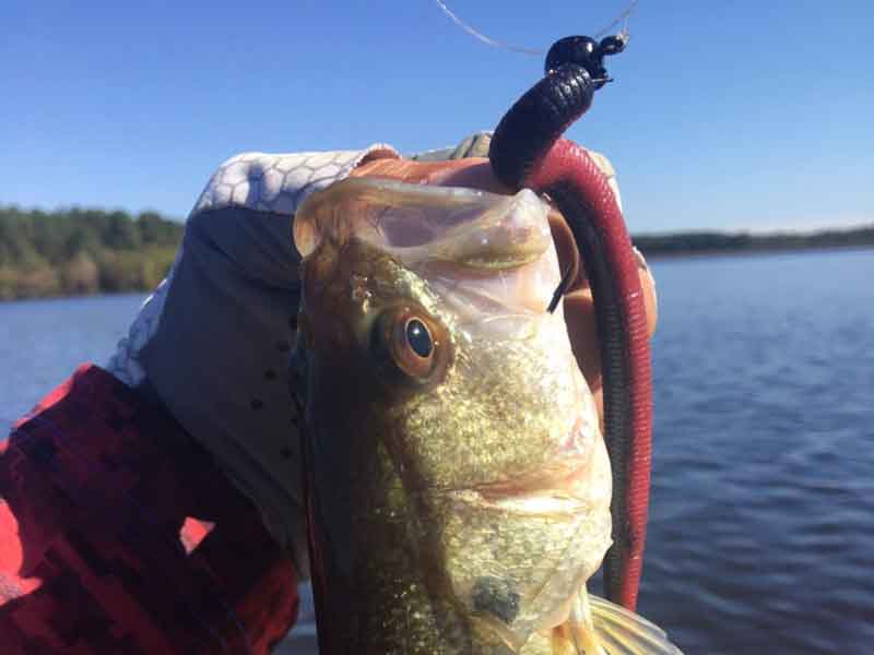 bass on a ned rig