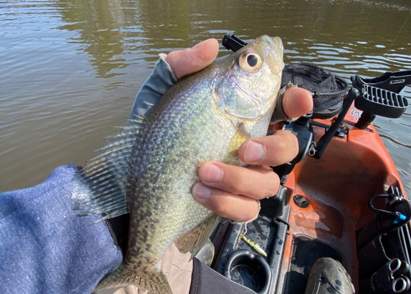 freshwater fishing for crappie