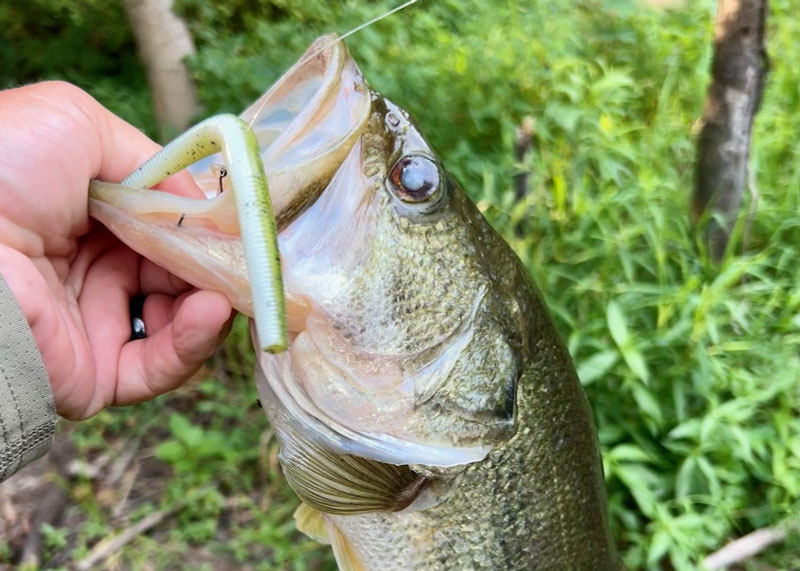 Plastic Worm Fishing For Reluctant Bass