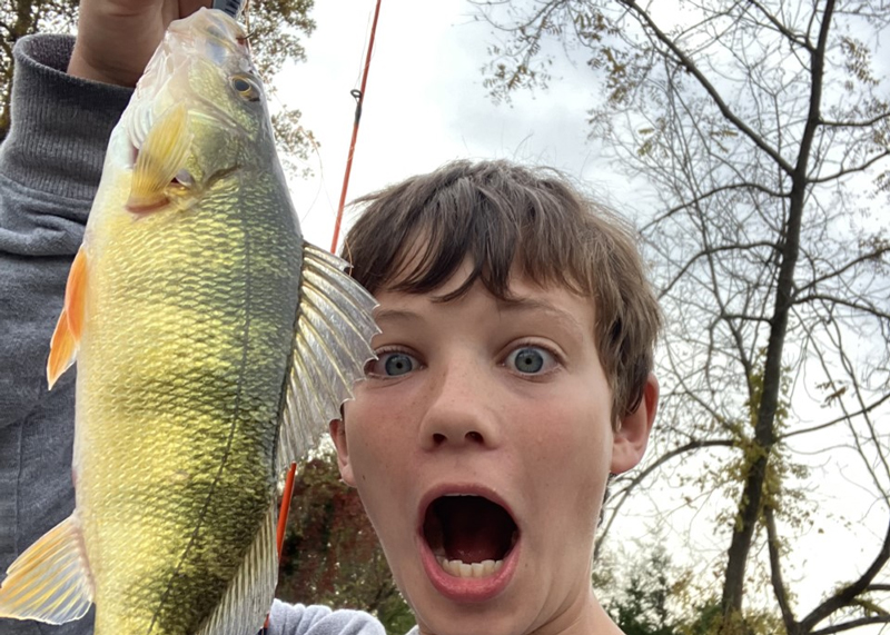 huge yellow perch