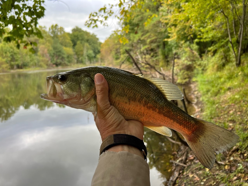 freshwater bass fishing
