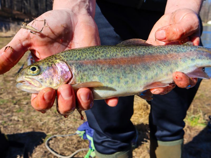 rainbow trout fishing freshwater fishing