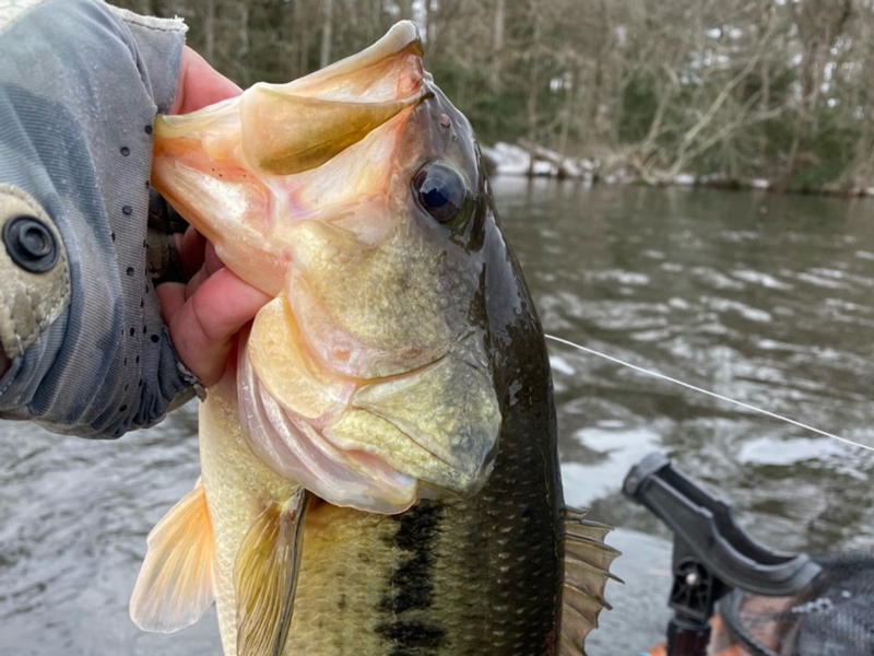 bass in the winter