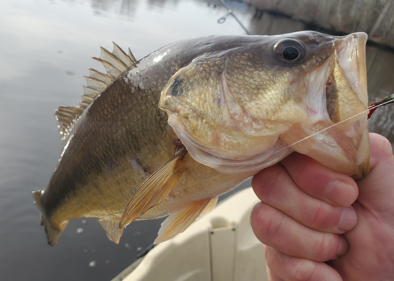 largemouth bass in a river