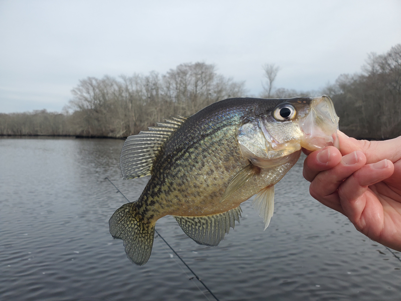 freshwater fishing for crappie