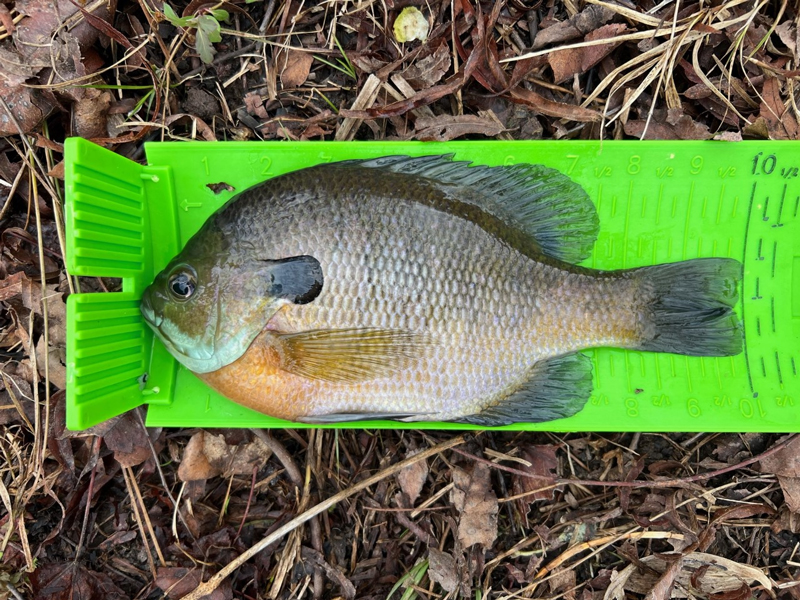 big bluegill caught by an angler