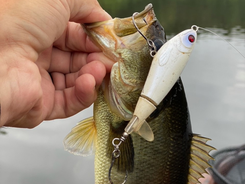 fish hit surface lure