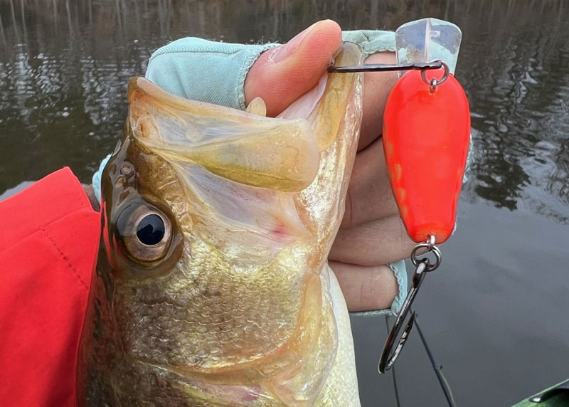 largemouth bass caught on a red plug