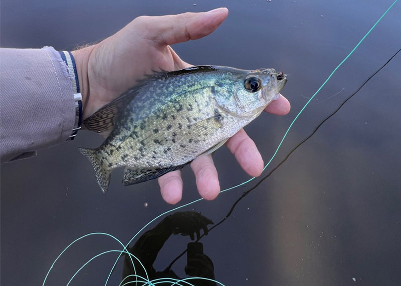 crappie fishing in a pond