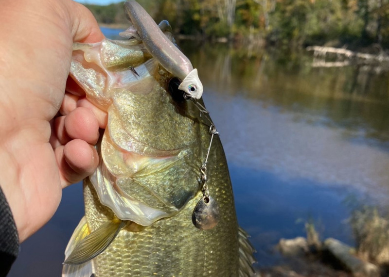 bass on a beetle spin